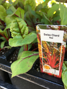 Swiss Chard - Cell Pack