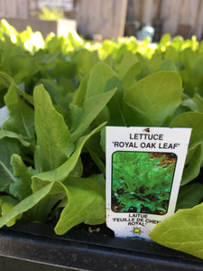 Green Oakleaf Lettuce - Cell Pack