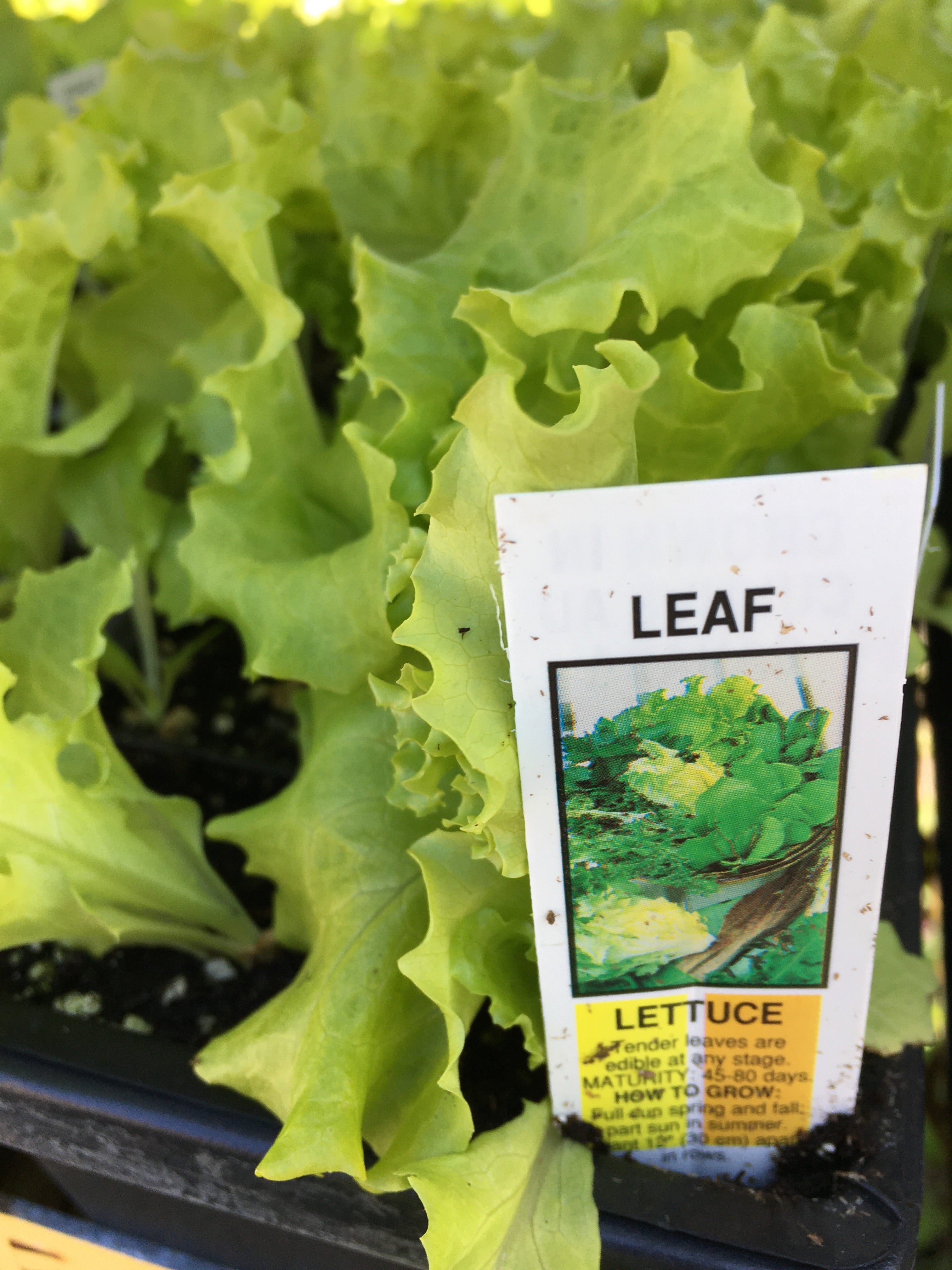 Green Leaf Lettuce - Cell Pack