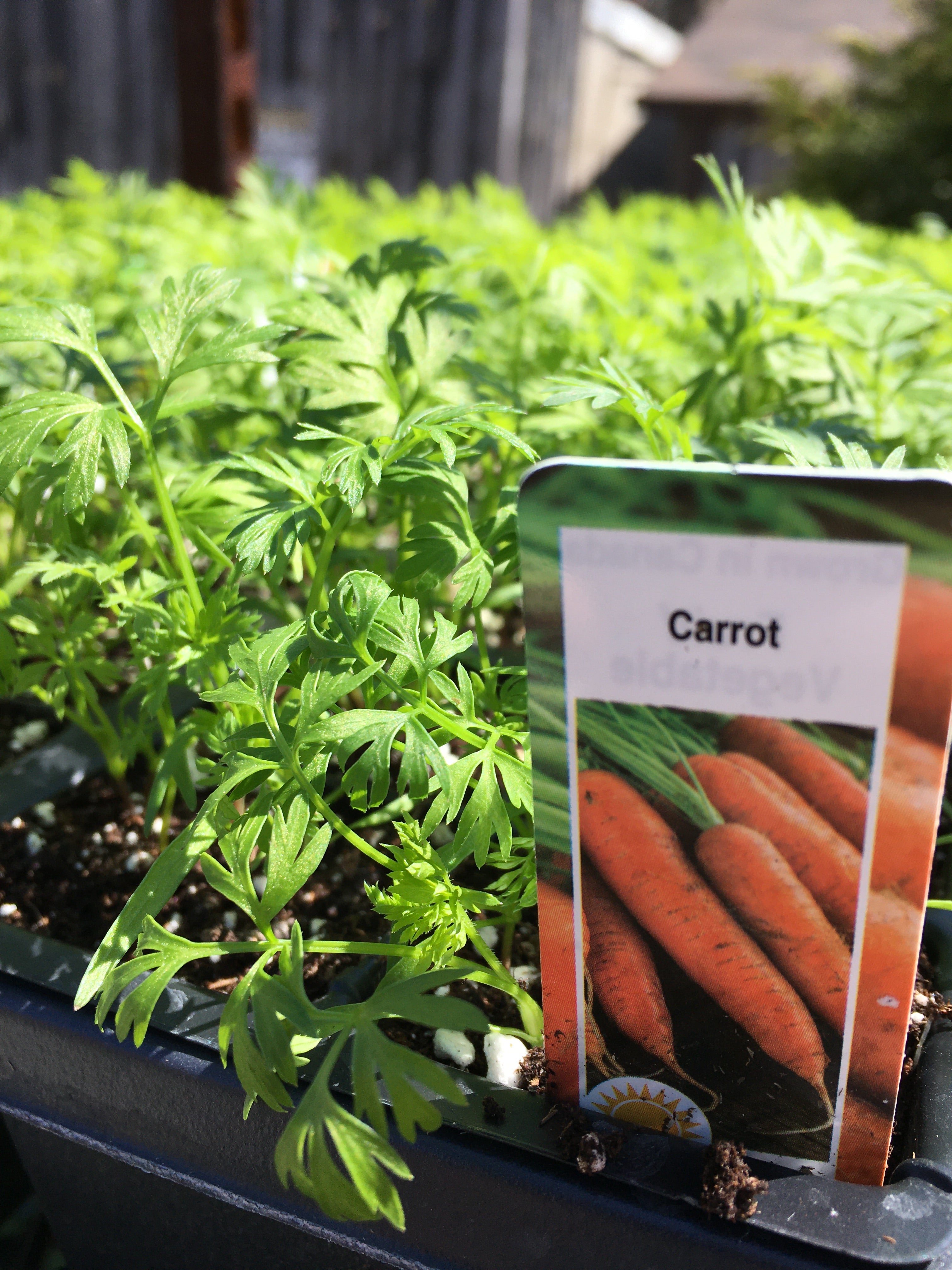 Carrots - Cell Pack