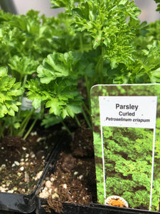 Curly Parsley