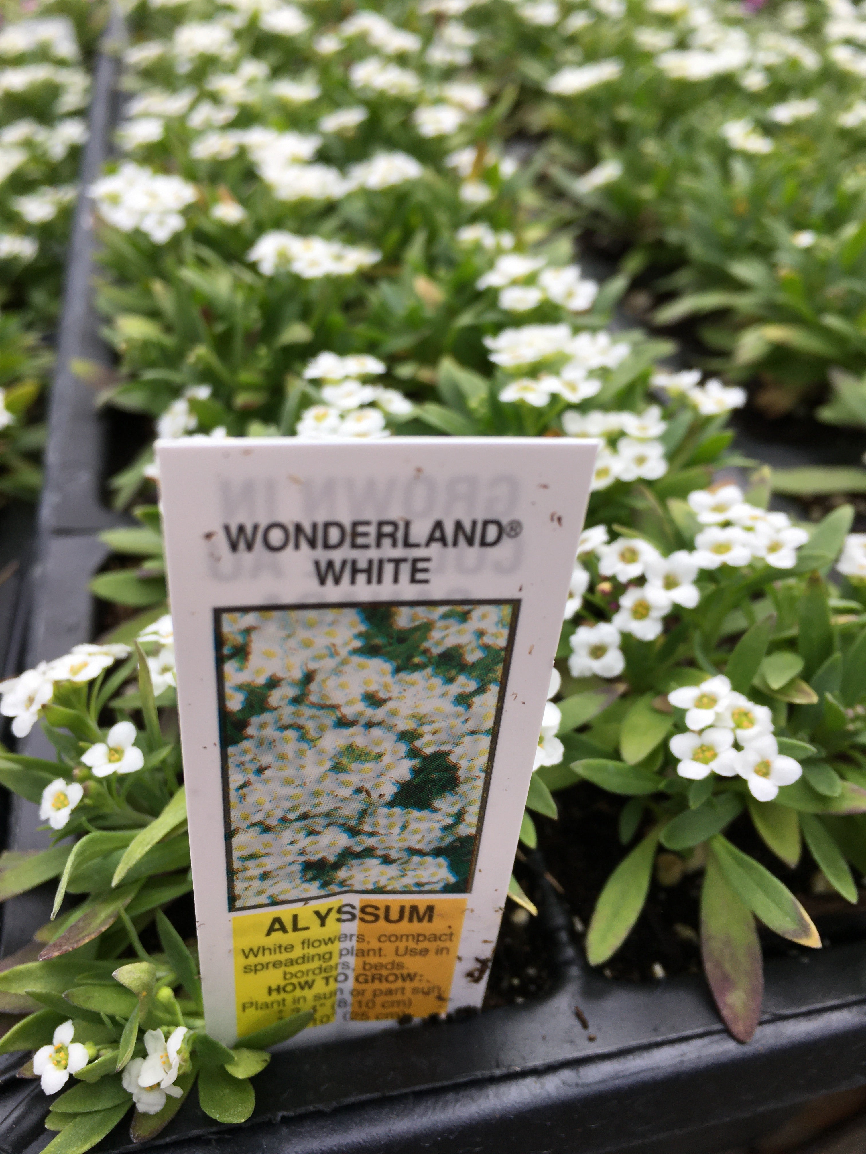Alyssum - Cell Pack