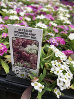 Load image into Gallery viewer, Alyssum - Cell Pack
