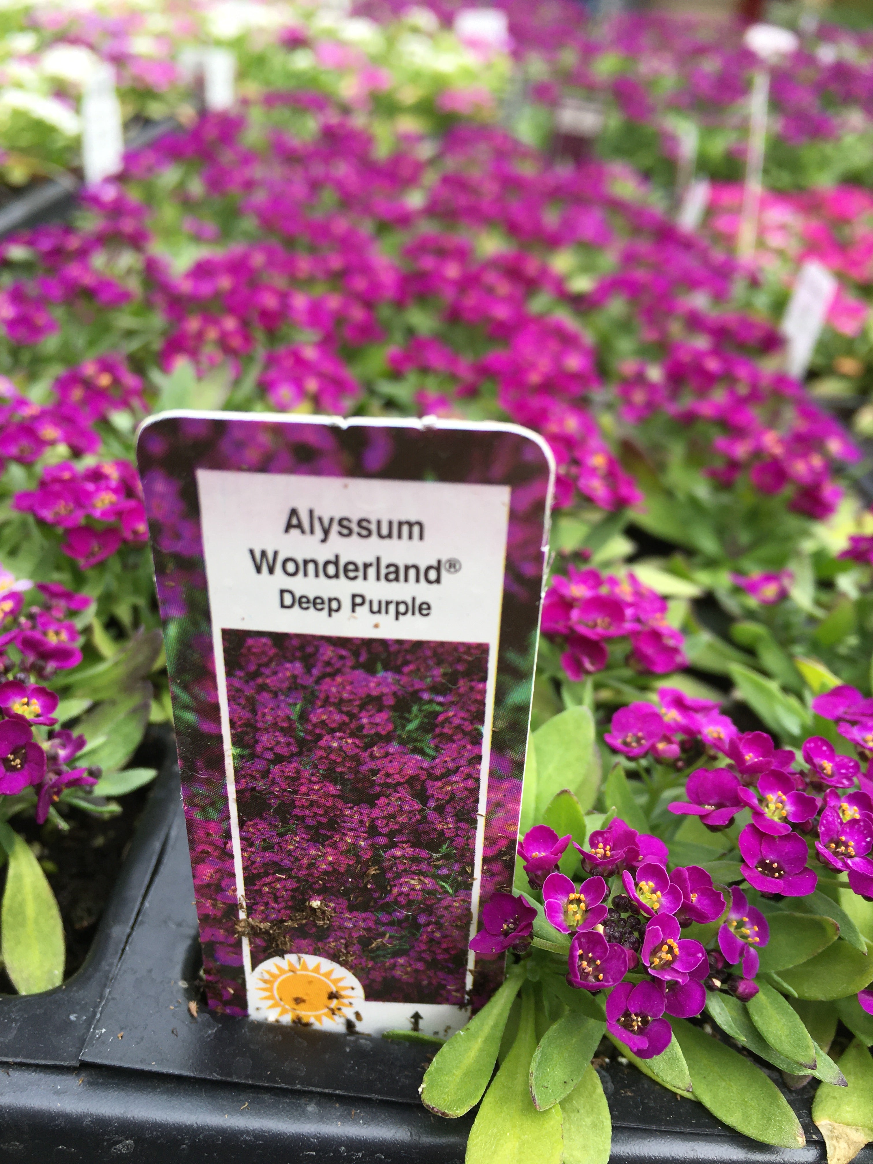 Alyssum - Cell Pack