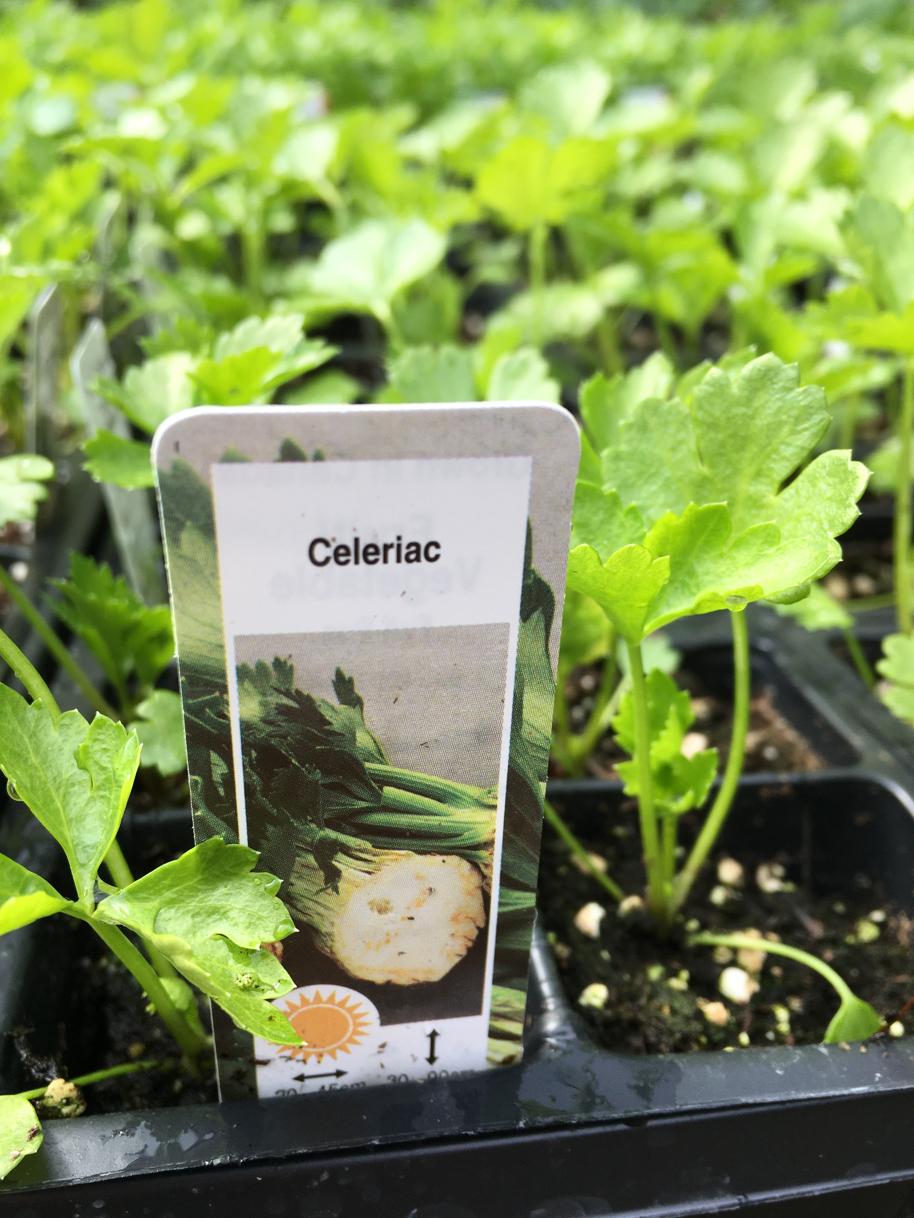 Celeriac (root celery)- Cell Pack