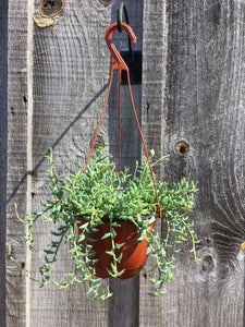 Dolphin Plant Hanging Basket