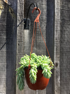 Donkey Tail Hanging Basket