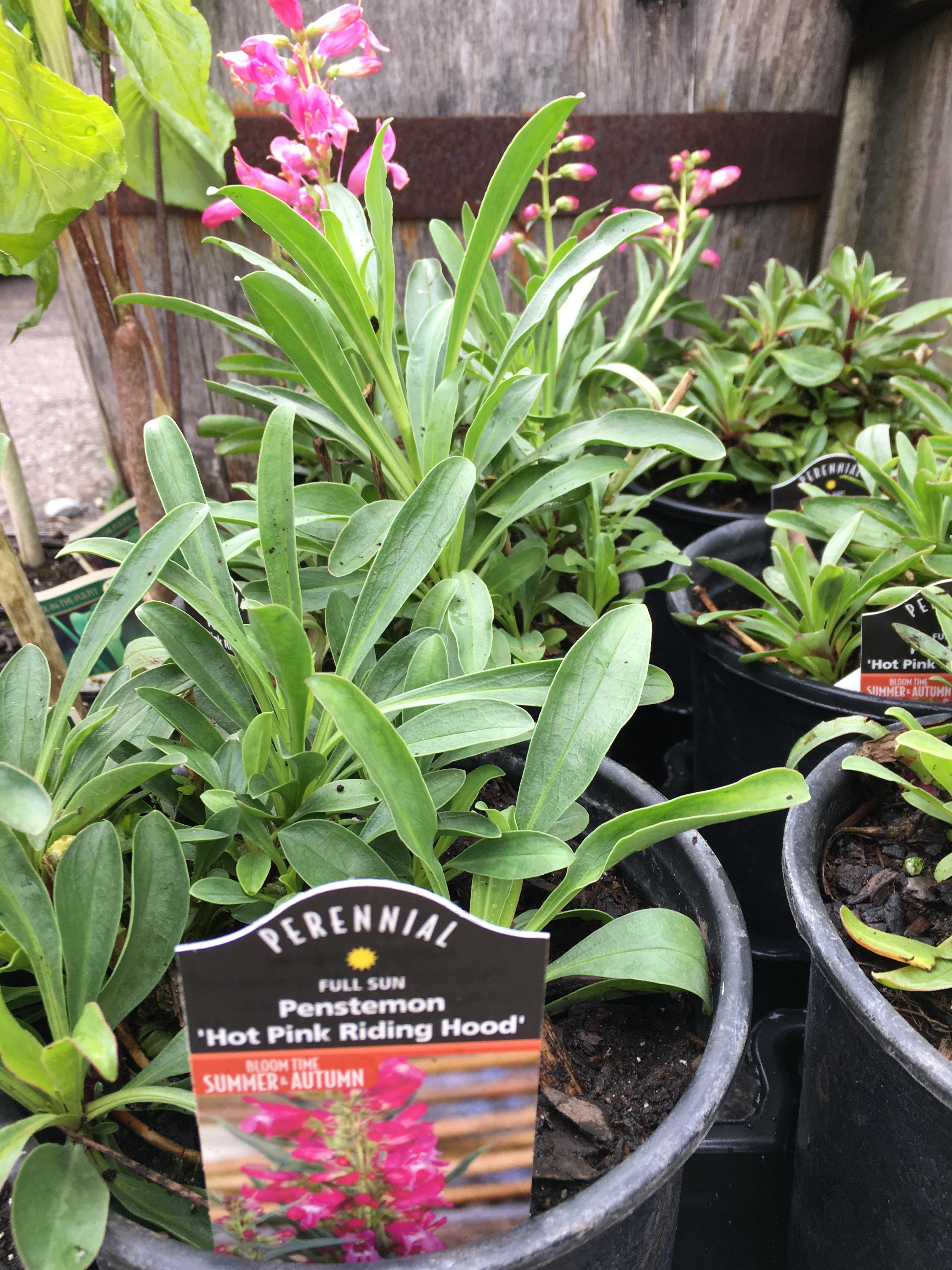 Penstemon - Hot Pink Riding Hood (1 Gallon)