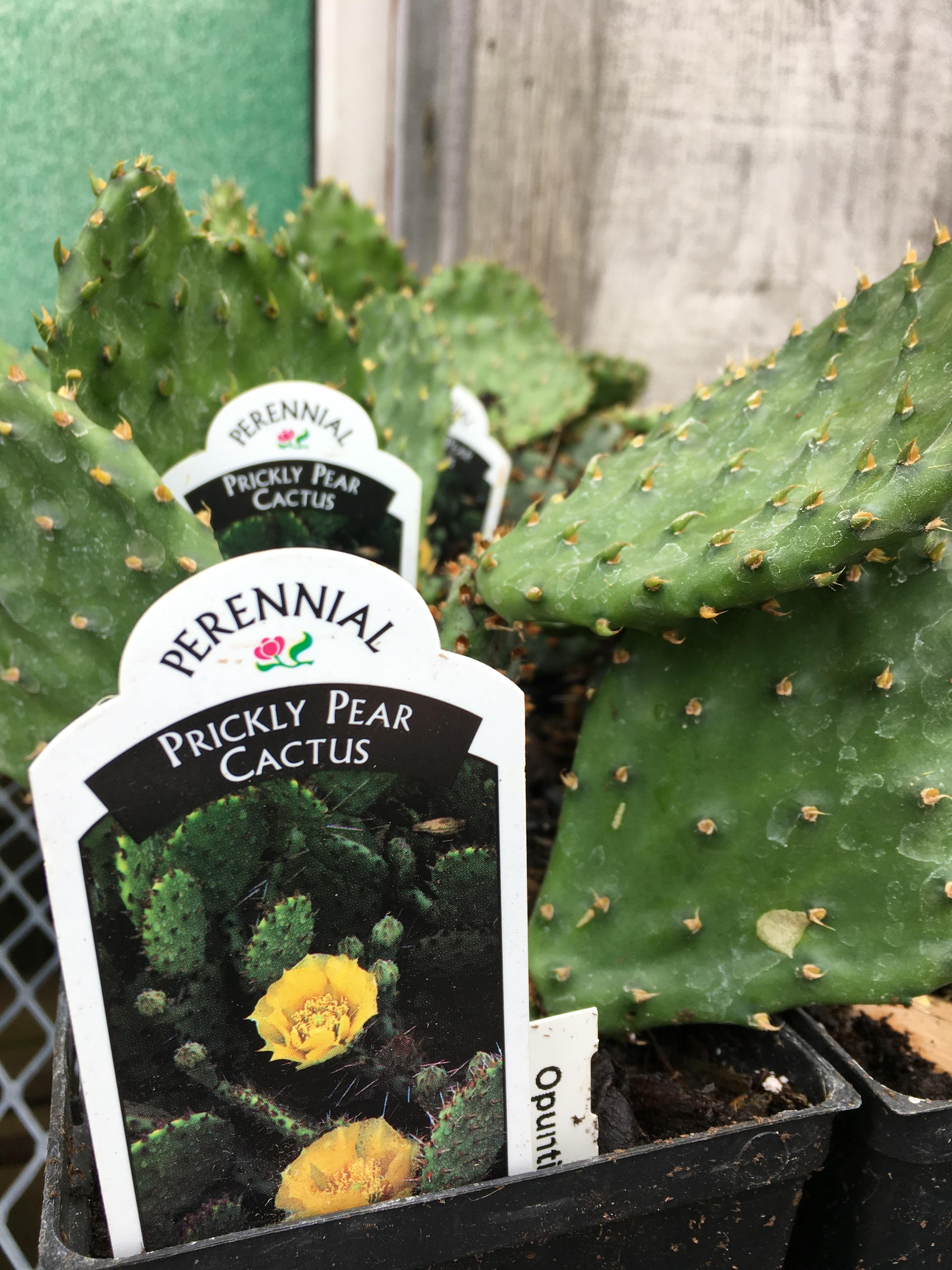 Prickly Pear Cactus (5 inch)