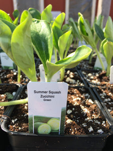 Green Zucchini - Single Plant