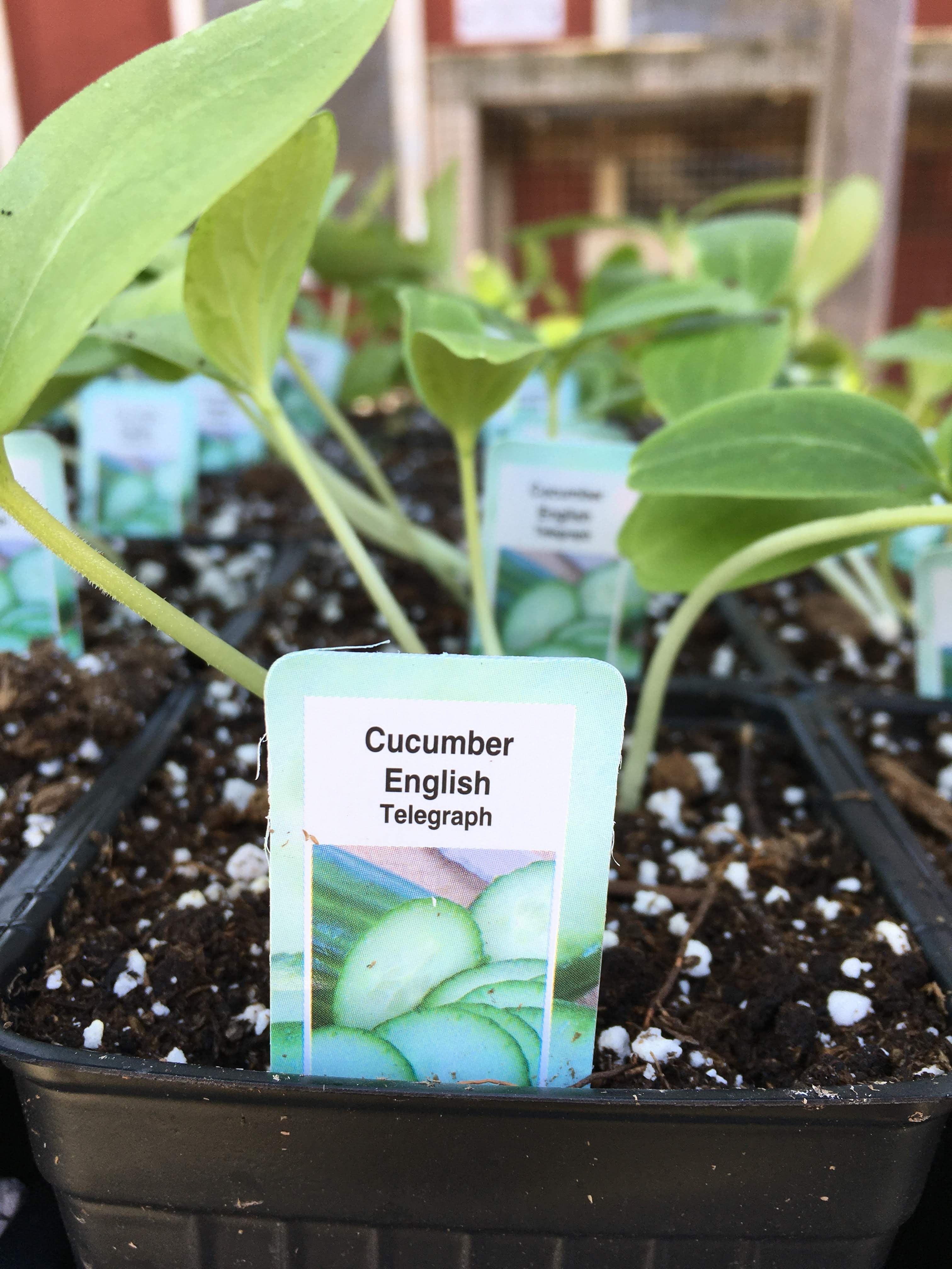 English Cucumber - Single Plant
