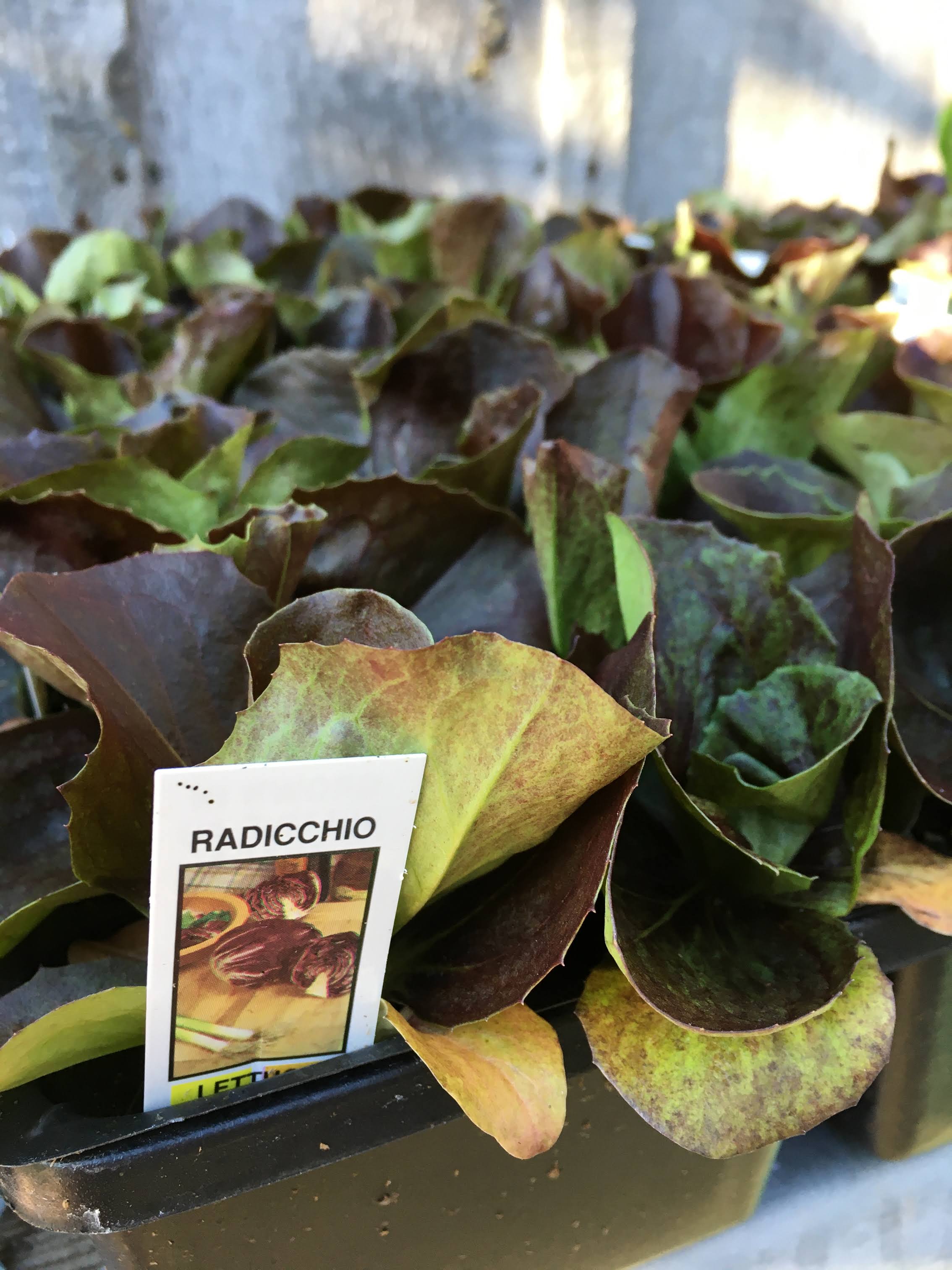 Radicchio