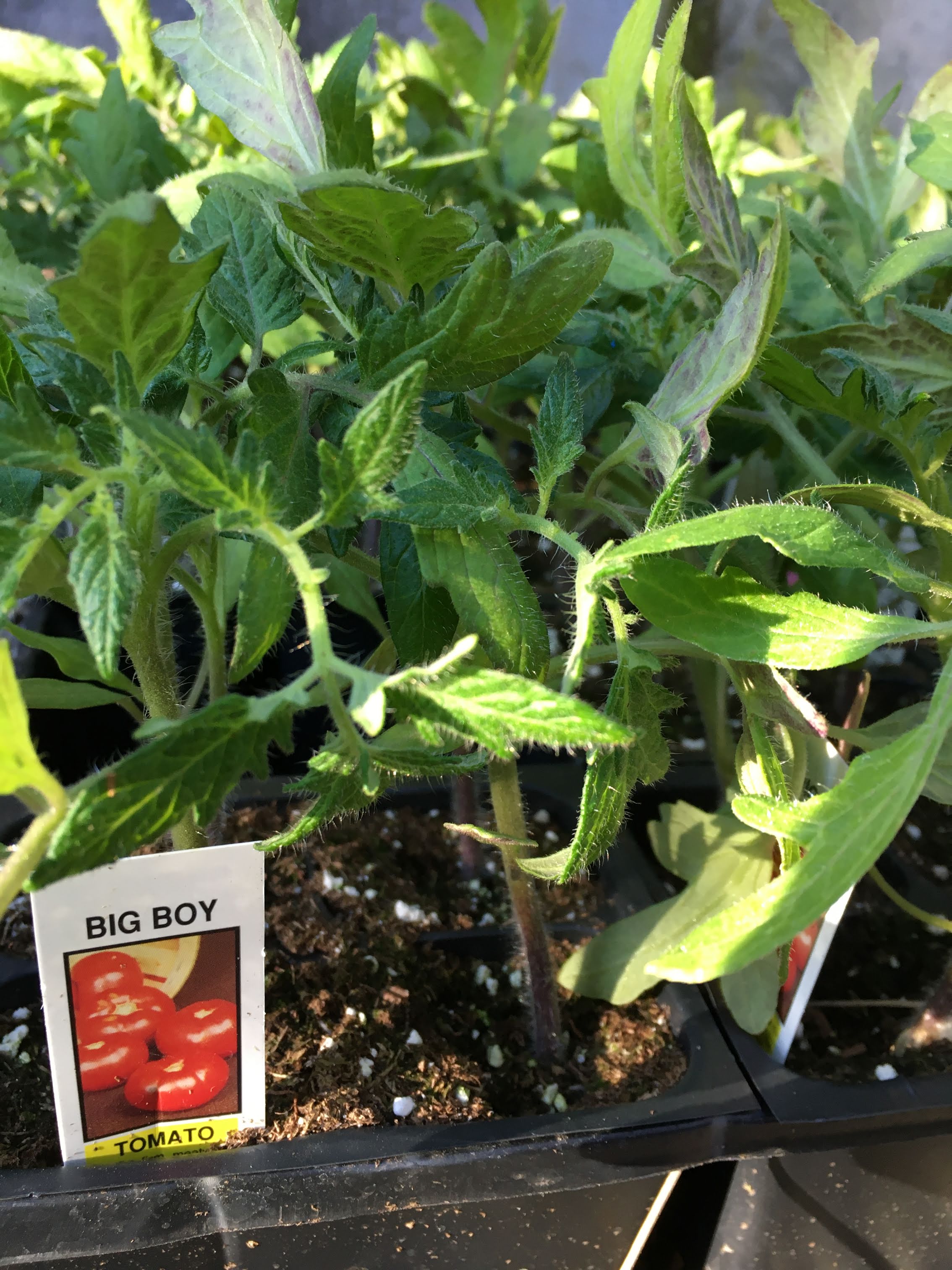 Big Boy - Cell Pack Tomato