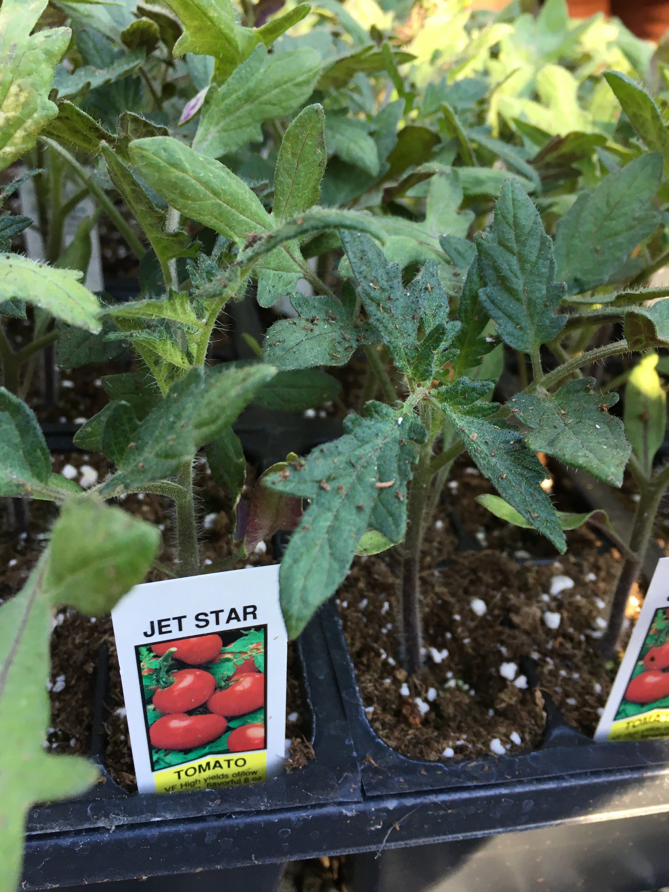 Jet Star - Cell Pack Tomato