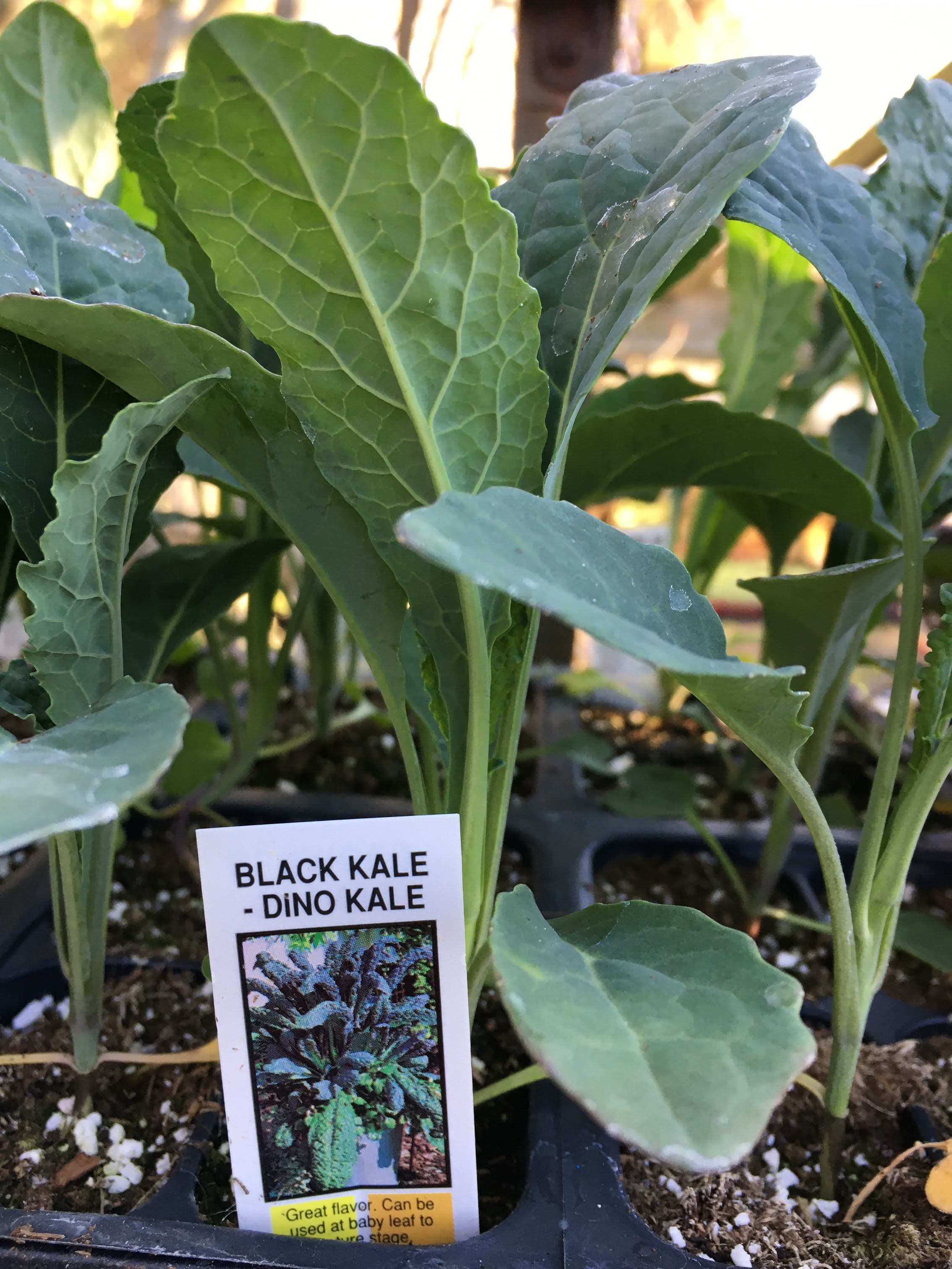 Black Kale (Dino Kale) - Cell Pack