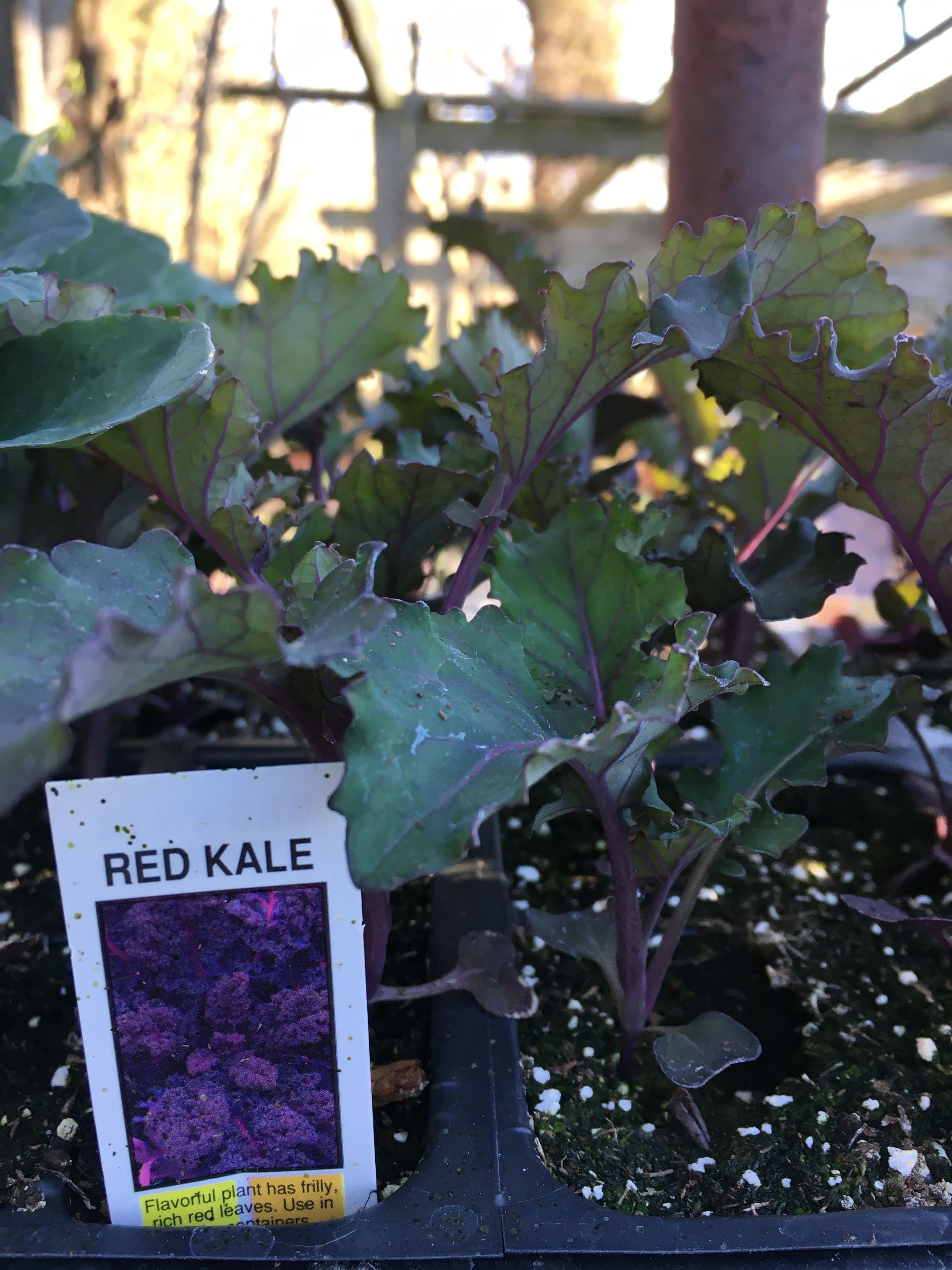 Red Kale - Cell Pack