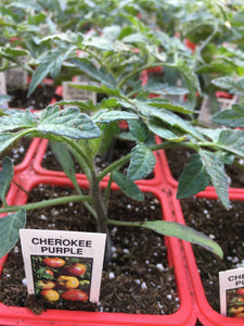 Cherokee Purple (Heirloom) - Single Tomato