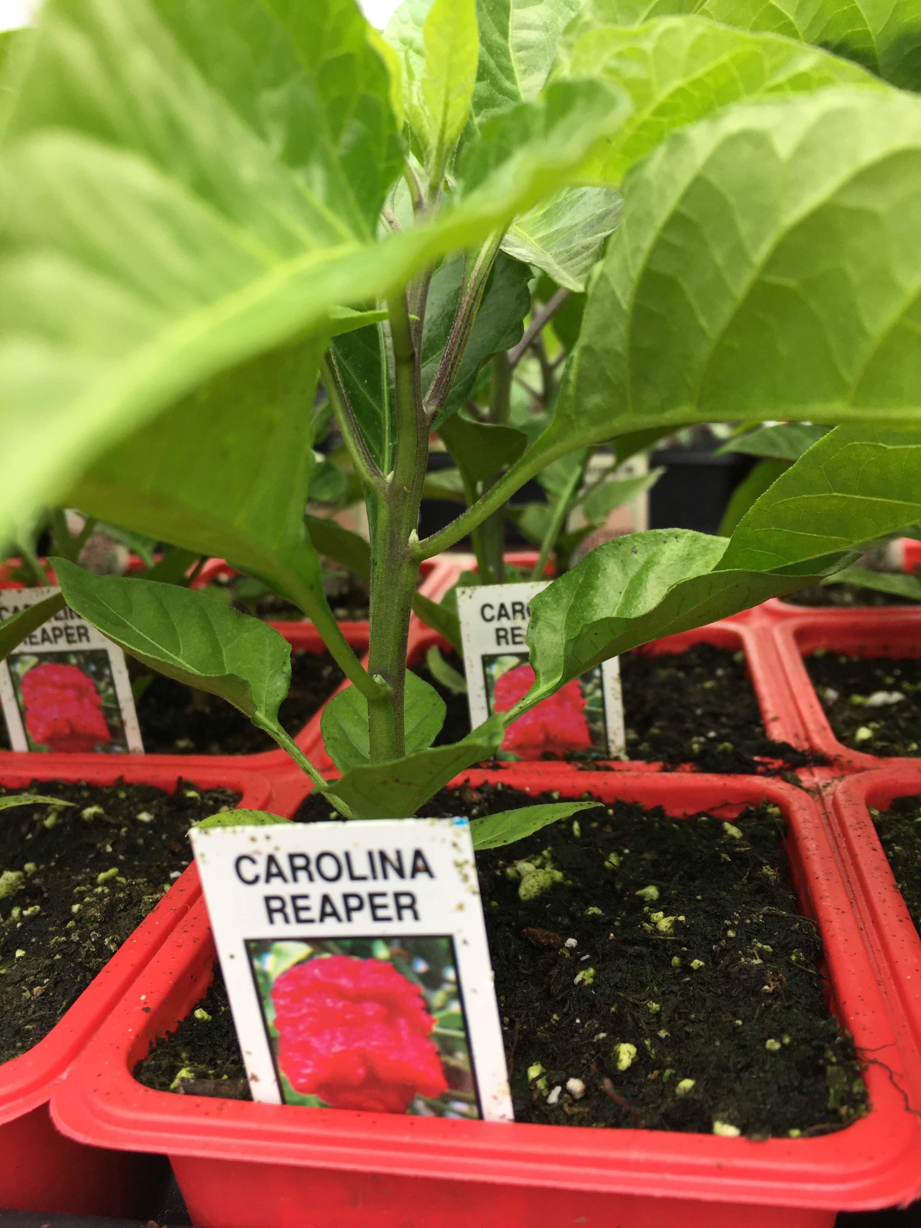 Carolina Reaper - Single Pepper