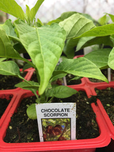 Chocolate Scorpion - Single Pepper