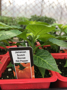 Jamaican Scotch Bonnet - Single Pepper