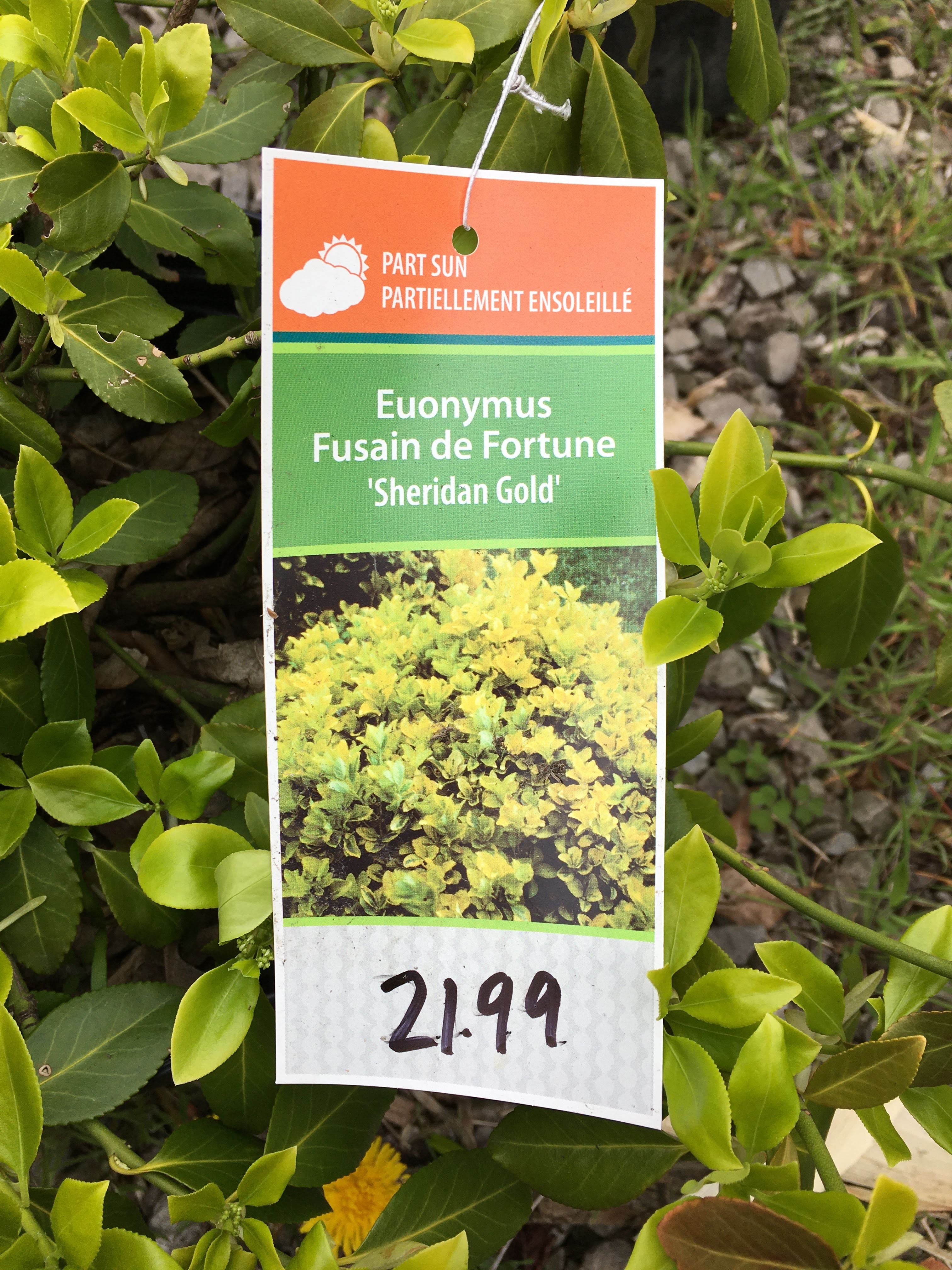 Euonymus - Sheridan Gold