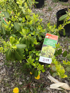 Euonymus - Sheridan Gold