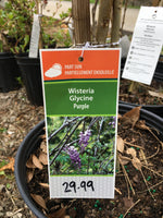 Load image into Gallery viewer, Wisteria - Purple
