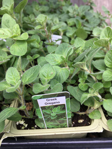 Greek Oregano