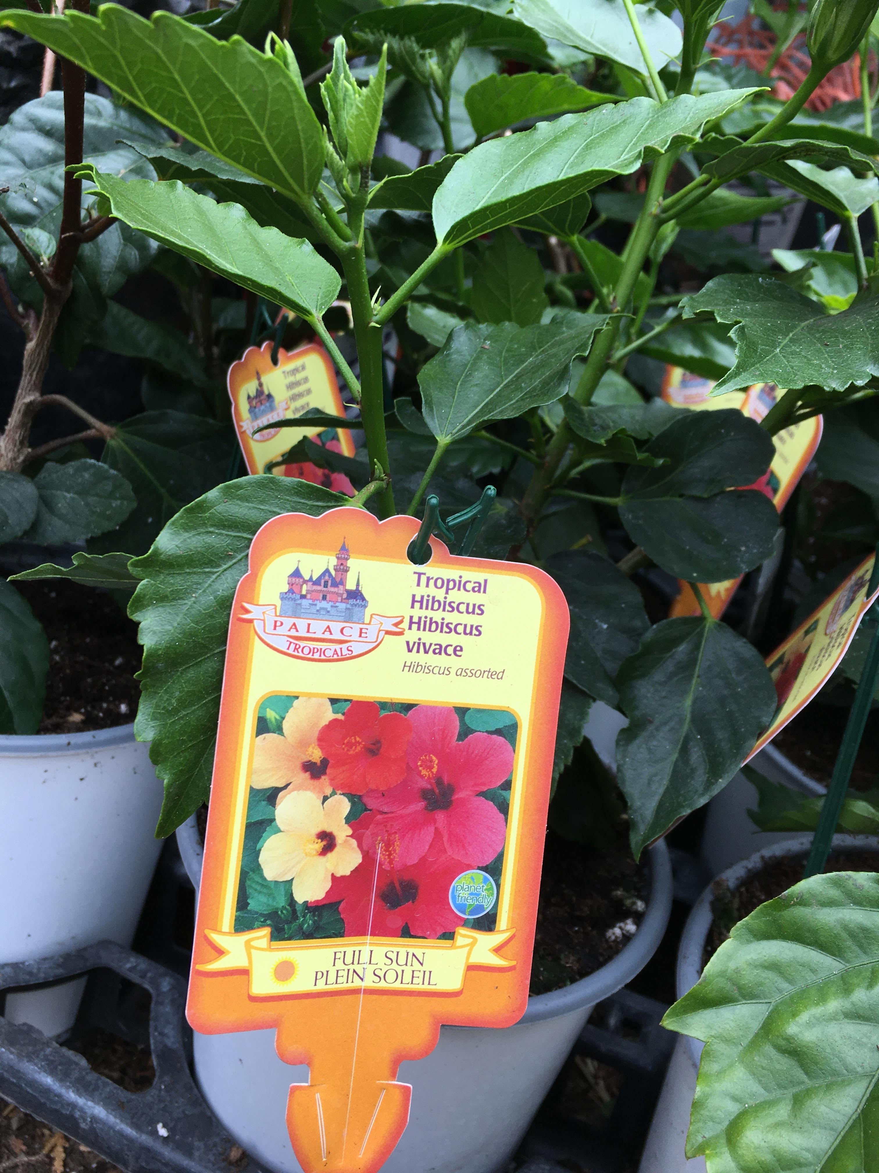 Tropical Hibiscus (1 Gallon Annual)