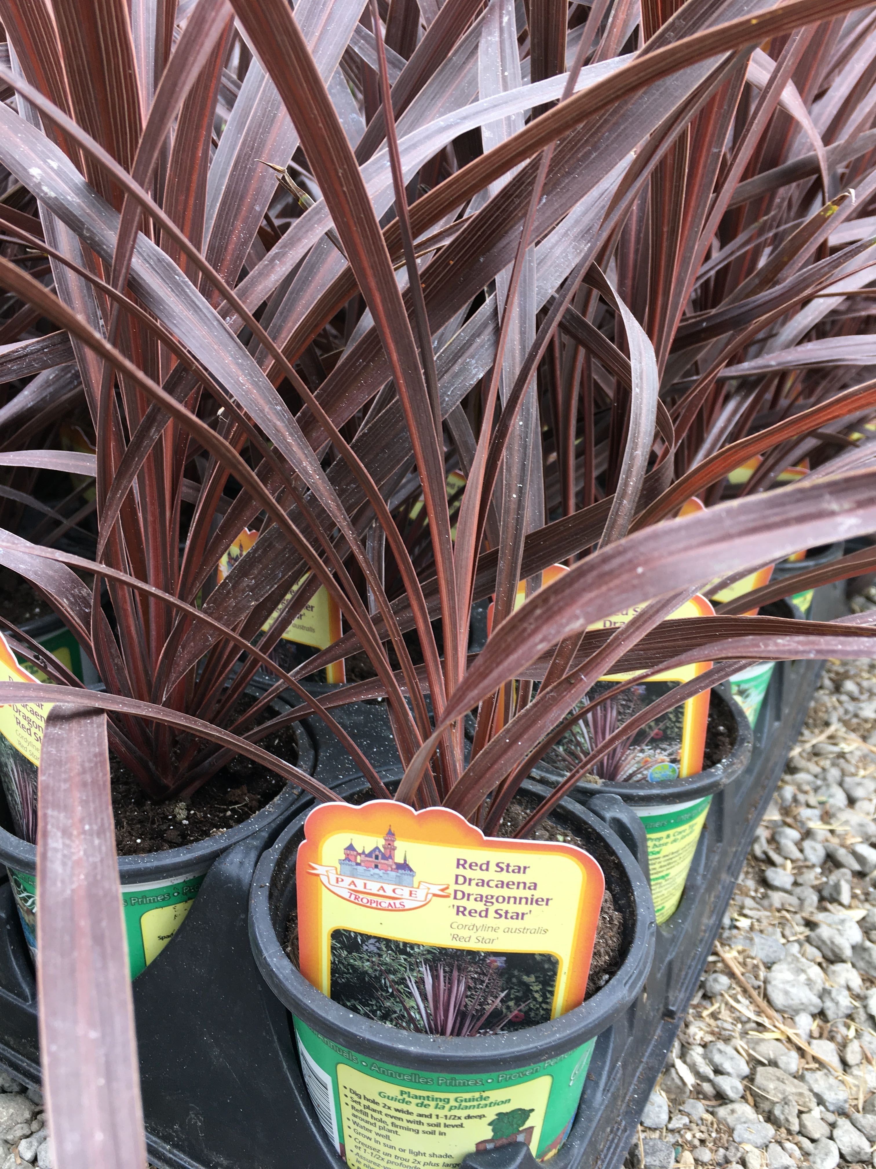 Red Spike (Red Star Dracaena)