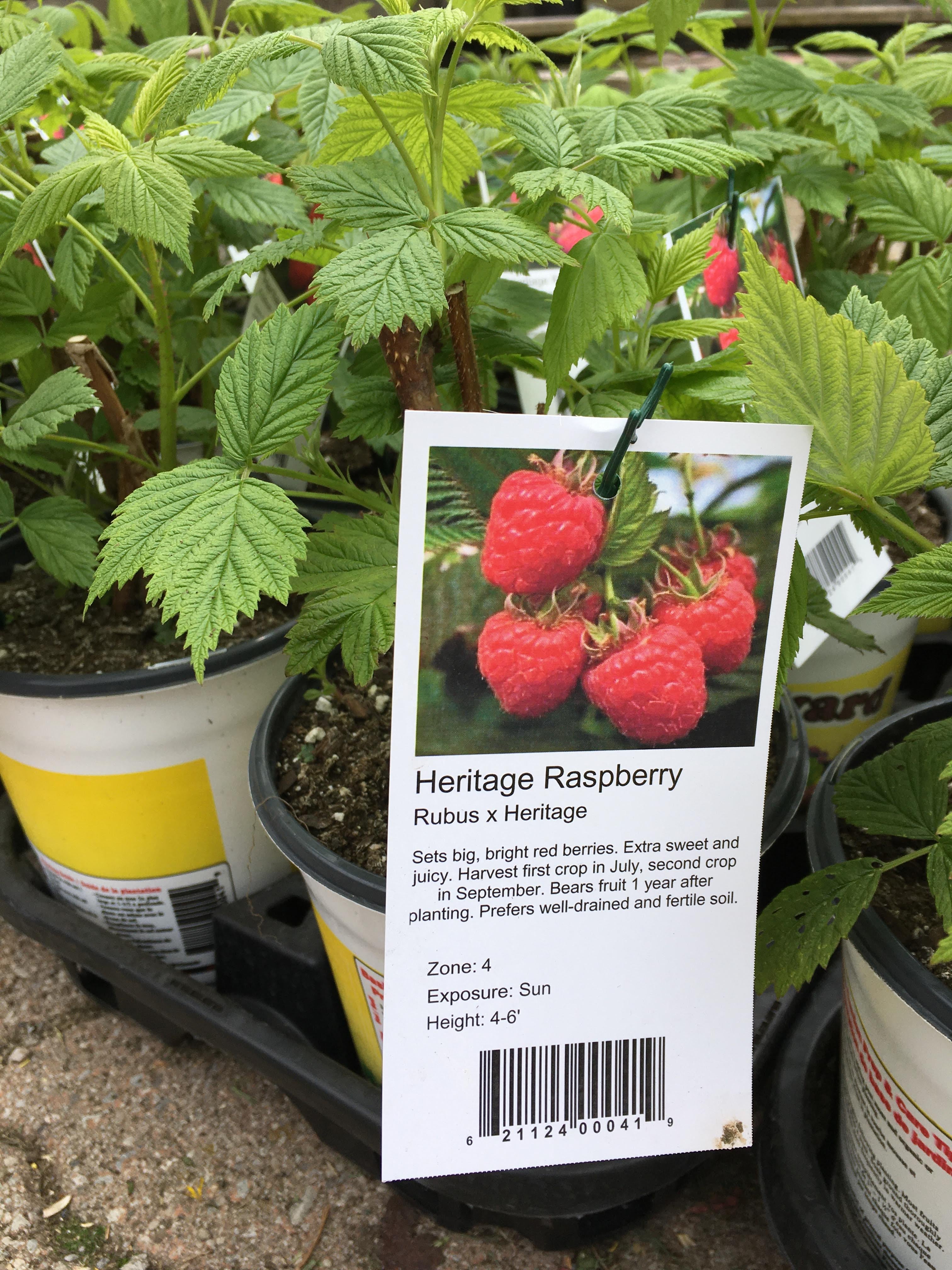 Heritage Raspberry Bush (1 Gallon)