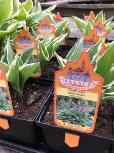Hosta - Francee (1 Gallon)