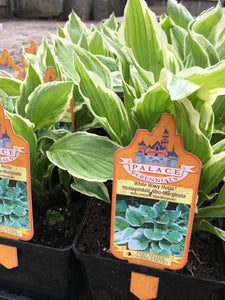 Hosta - White Wavy (1 Gallon)