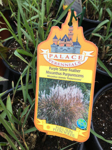 Purple Silver Feather (1 Gallon)