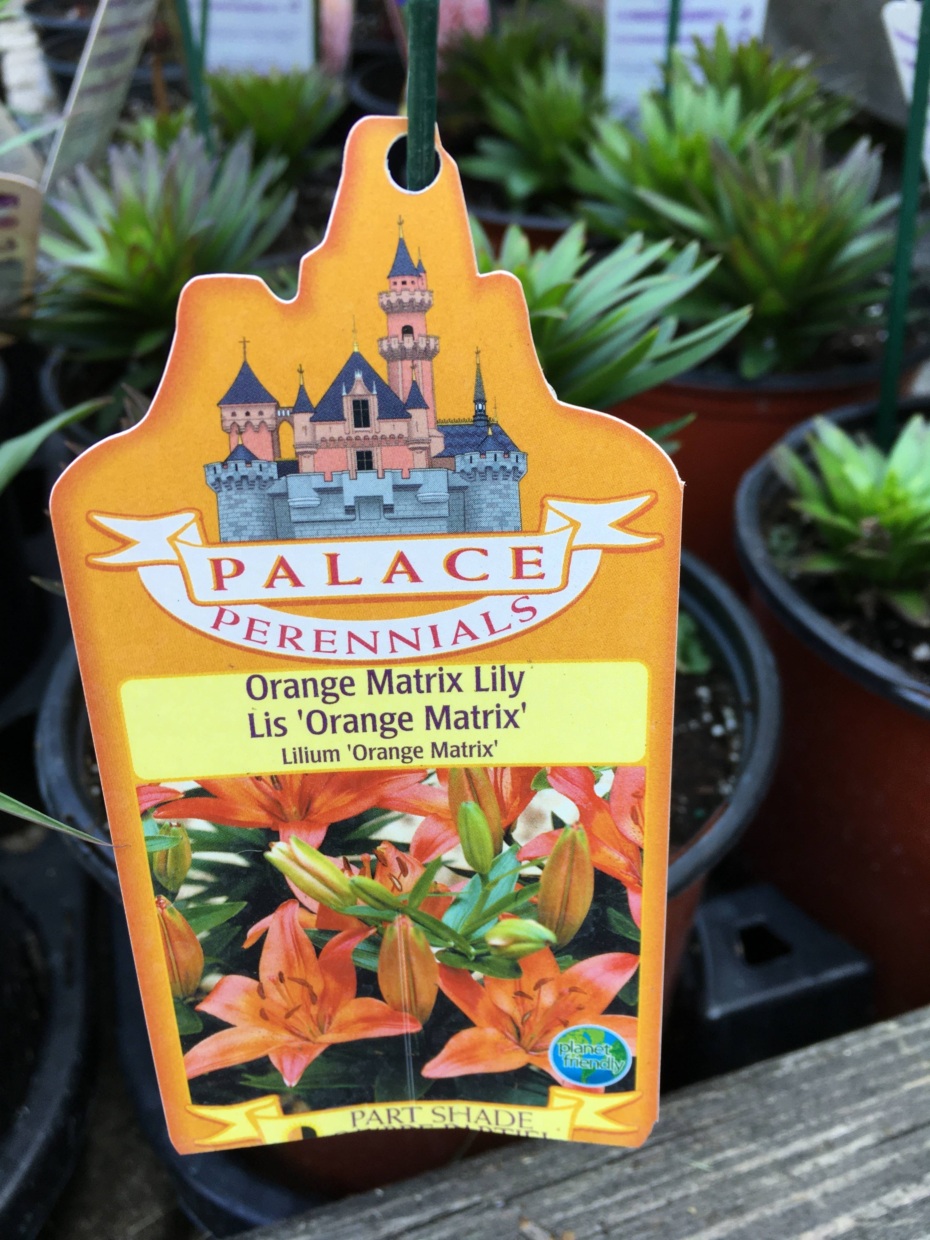 Orange Matrix Lily (1 Gallon)