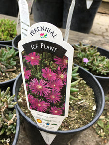 Ice Plant (1 Gallon)