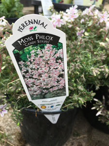 Moss Phlox - Candy Stripes (1 Gallon)