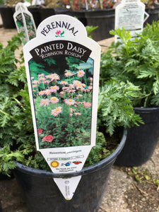 Painted Daisy - Robinson Roseum (1 Gallon)