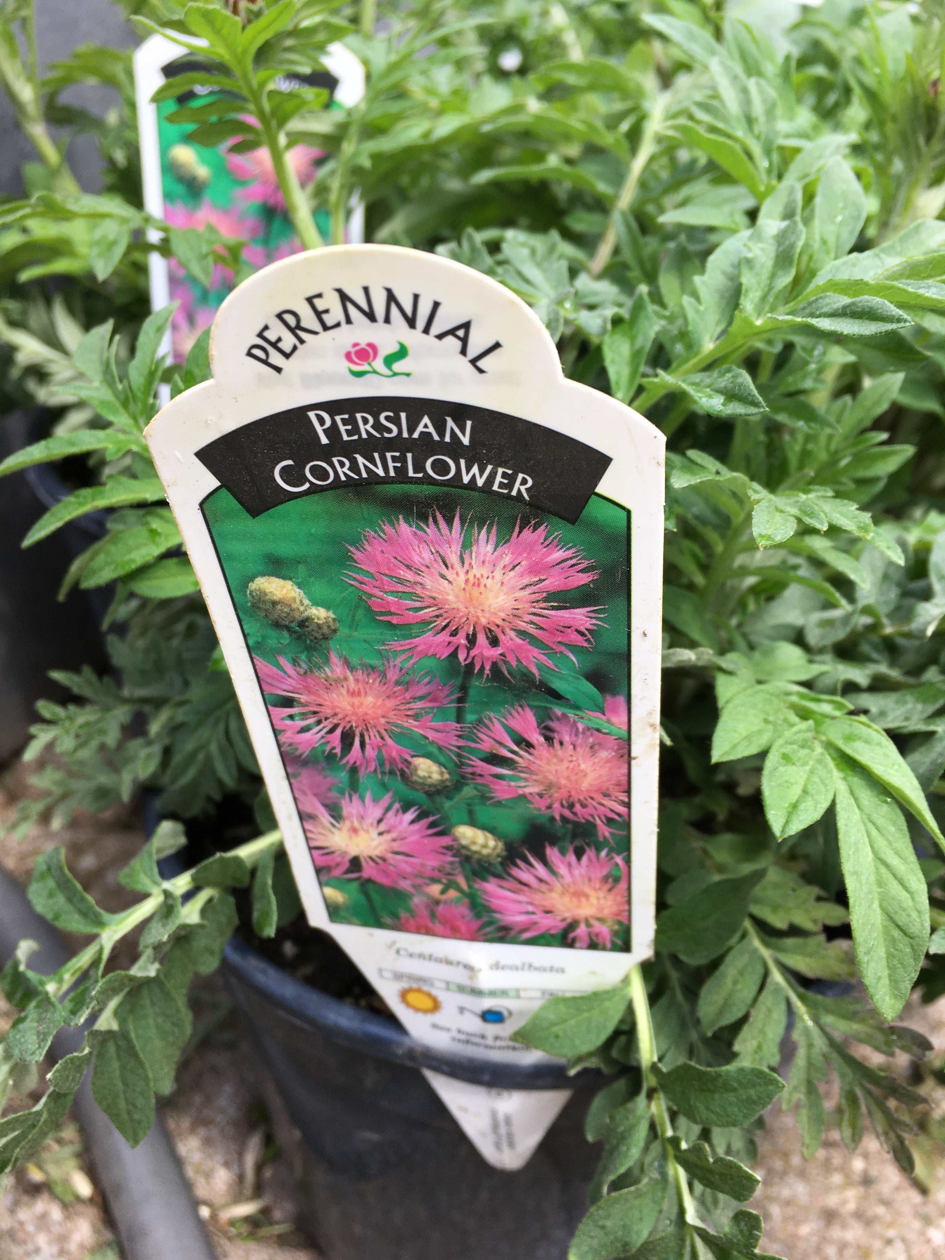 Persian Cornflower (1 Gallon)