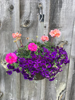 Load image into Gallery viewer, Mixed Geranium Hanging Basket (Assorted Colours)
