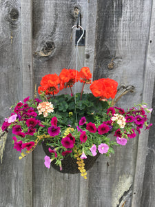 Mixed Geranium Hanging Basket (Assorted Colours)