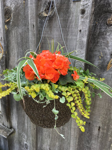 Mixed Begonia Hanging Basket (Assorted Colours)