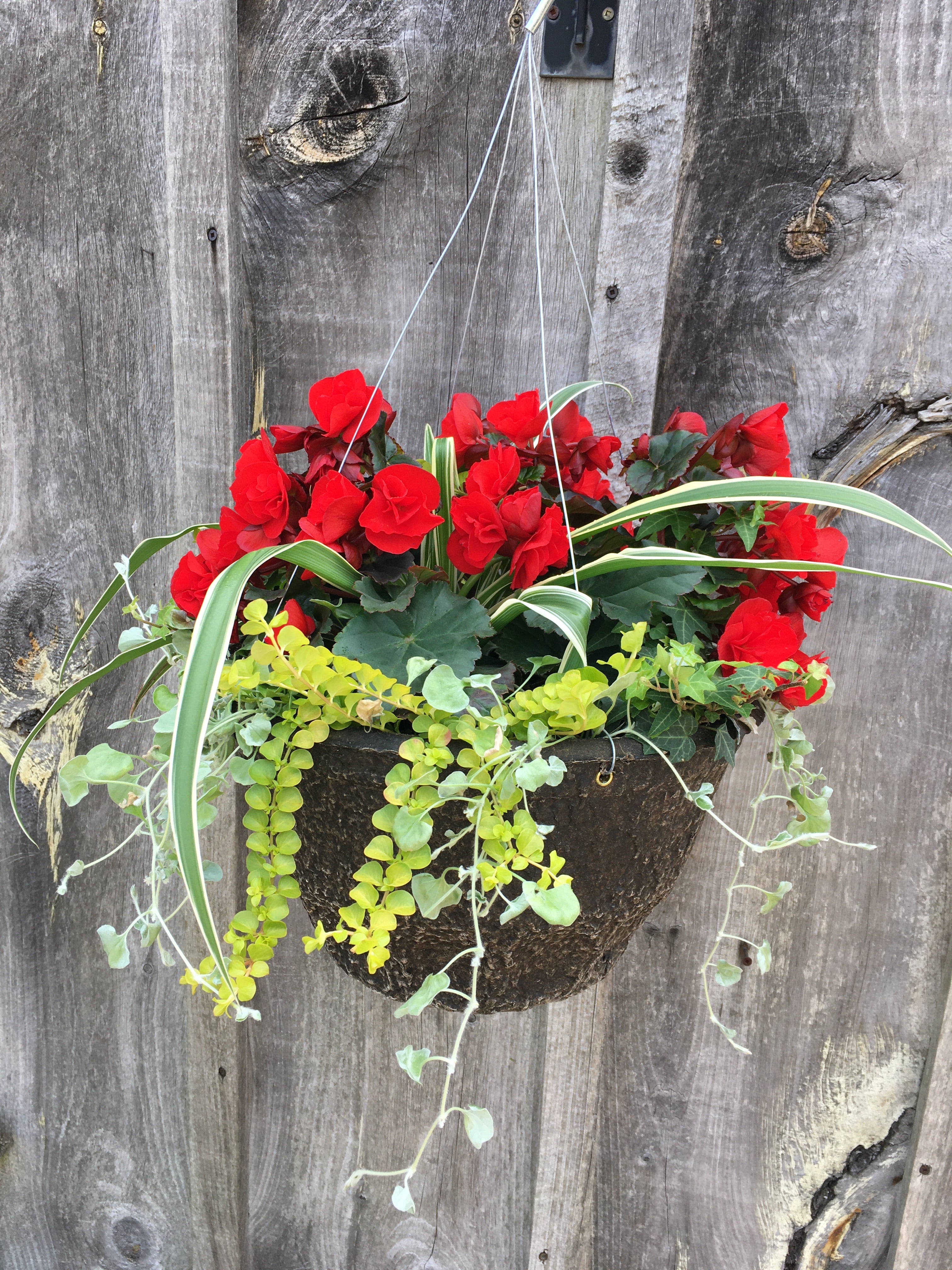Mixed Begonia Hanging Basket (Assorted Colours)