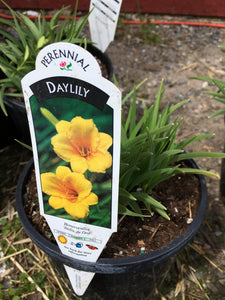 Daylily (1 Gallon)