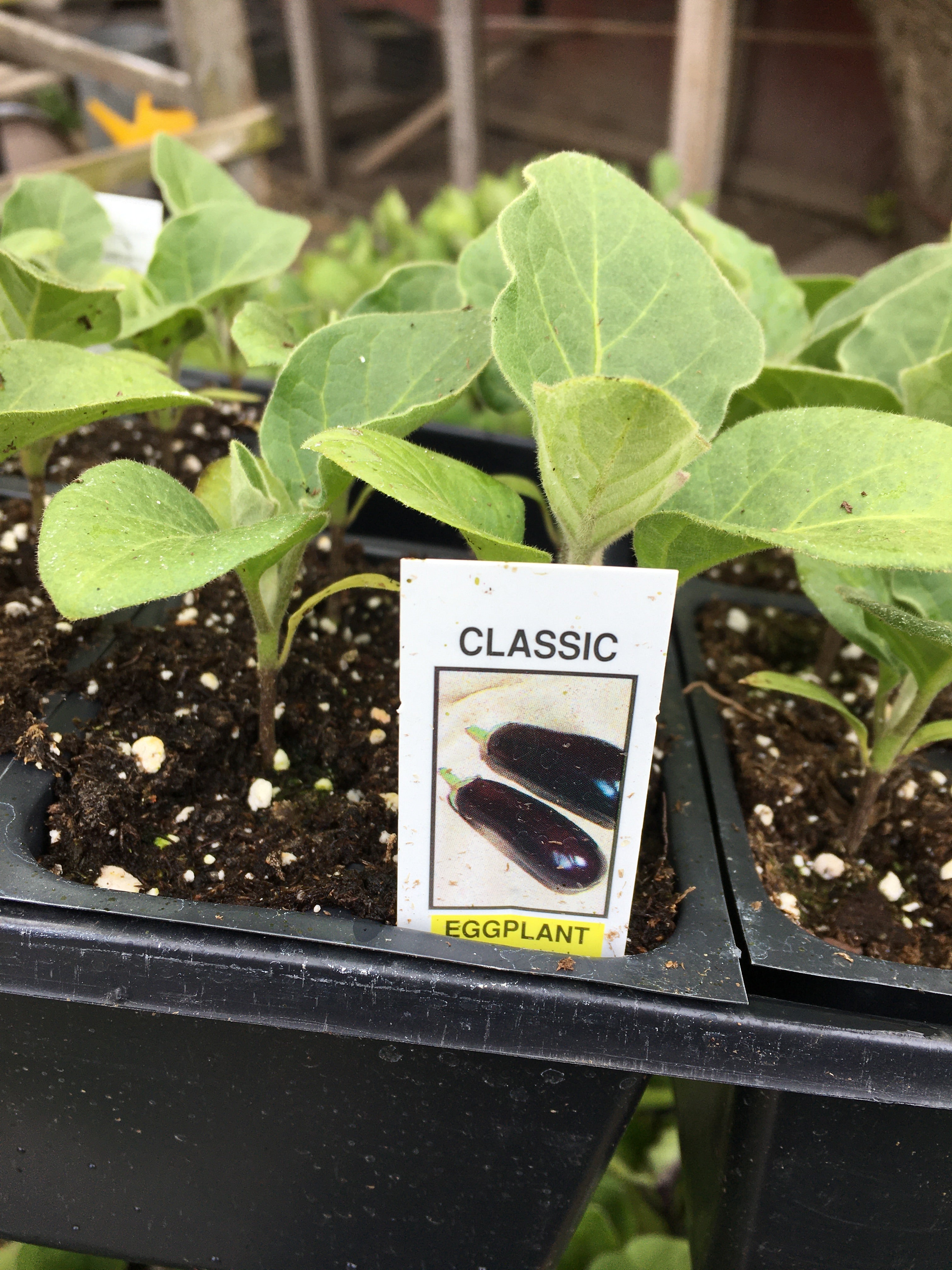 Eggplant - Classic (Cell Pack)