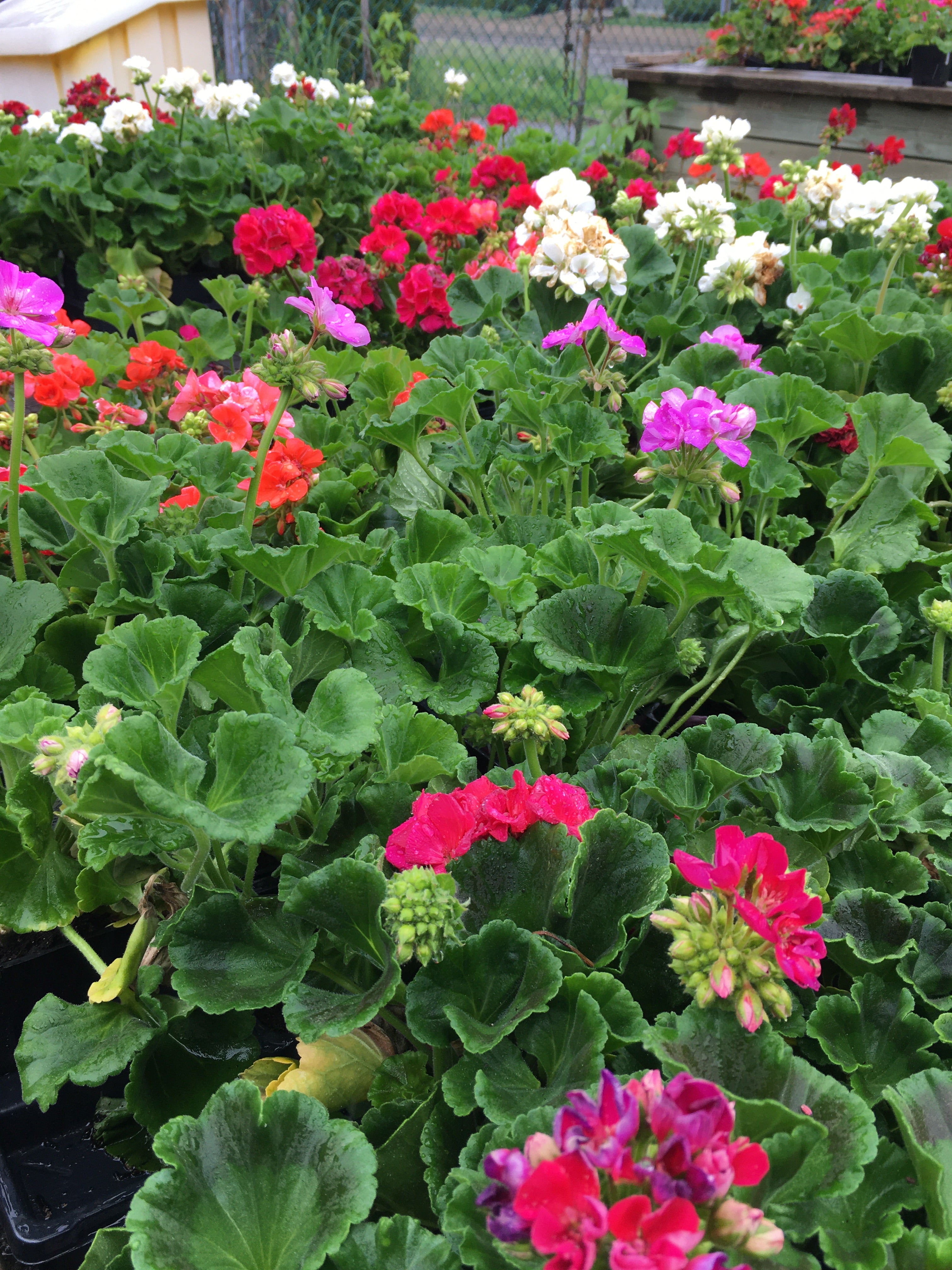 Geranium (4 inch)