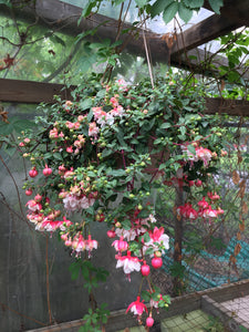 Fuchsia Hanging Basket