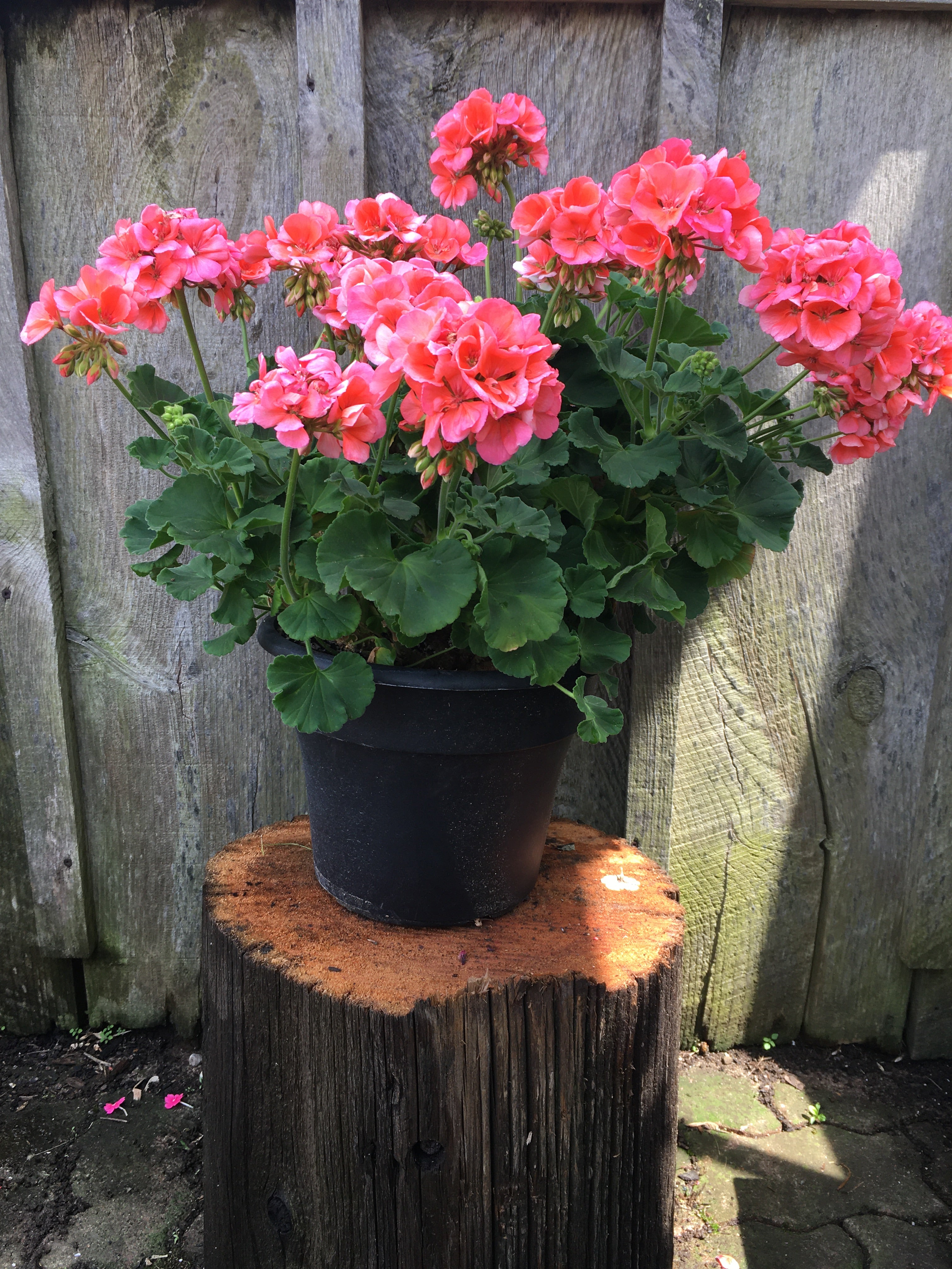 Mother Geranium (12 inch)