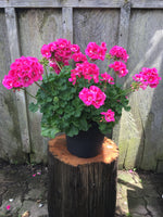 Load image into Gallery viewer, Mother Geranium (12 inch)
