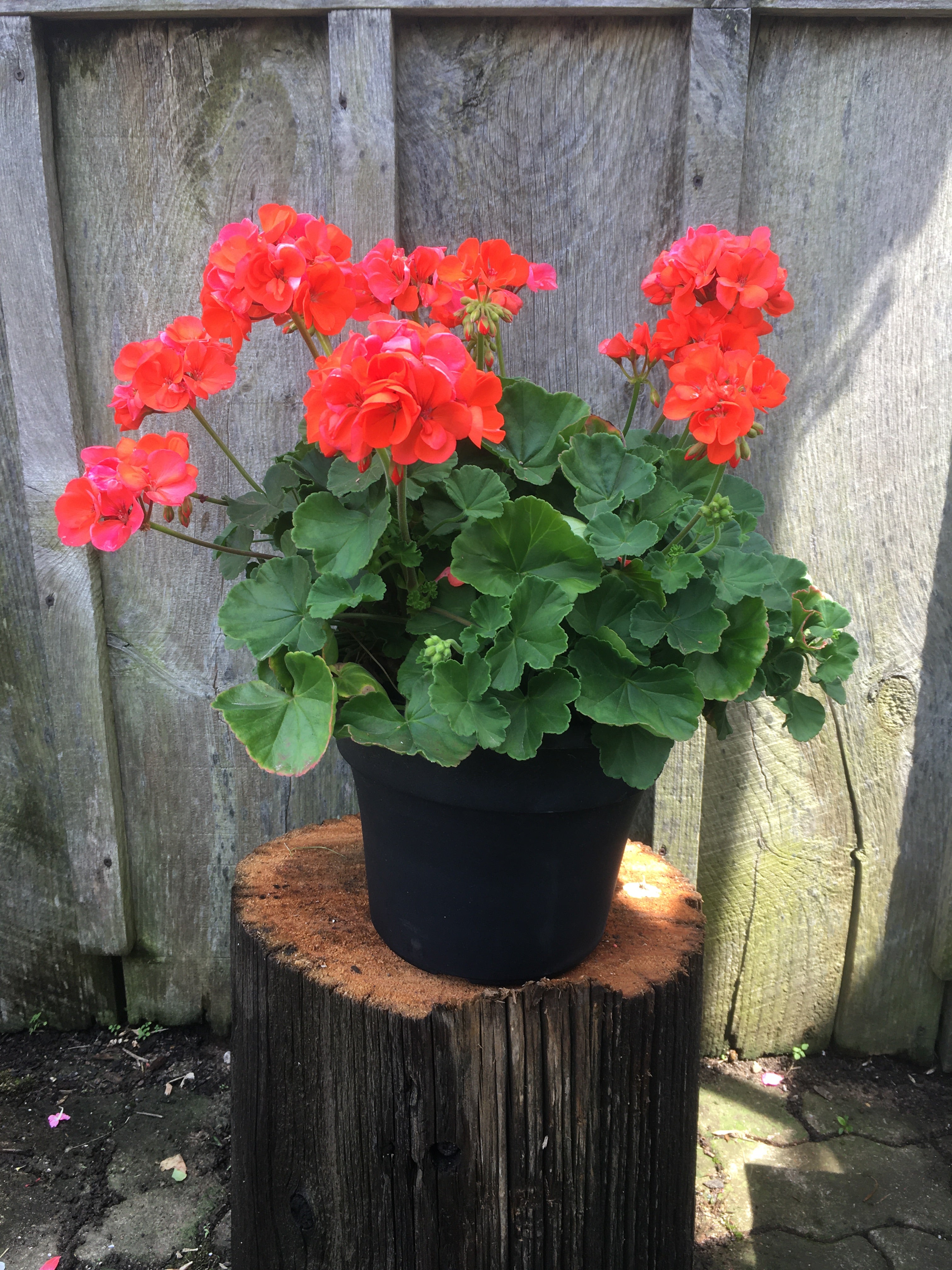 Mother Geranium (12 inch)